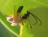 Campopleginae inconnu